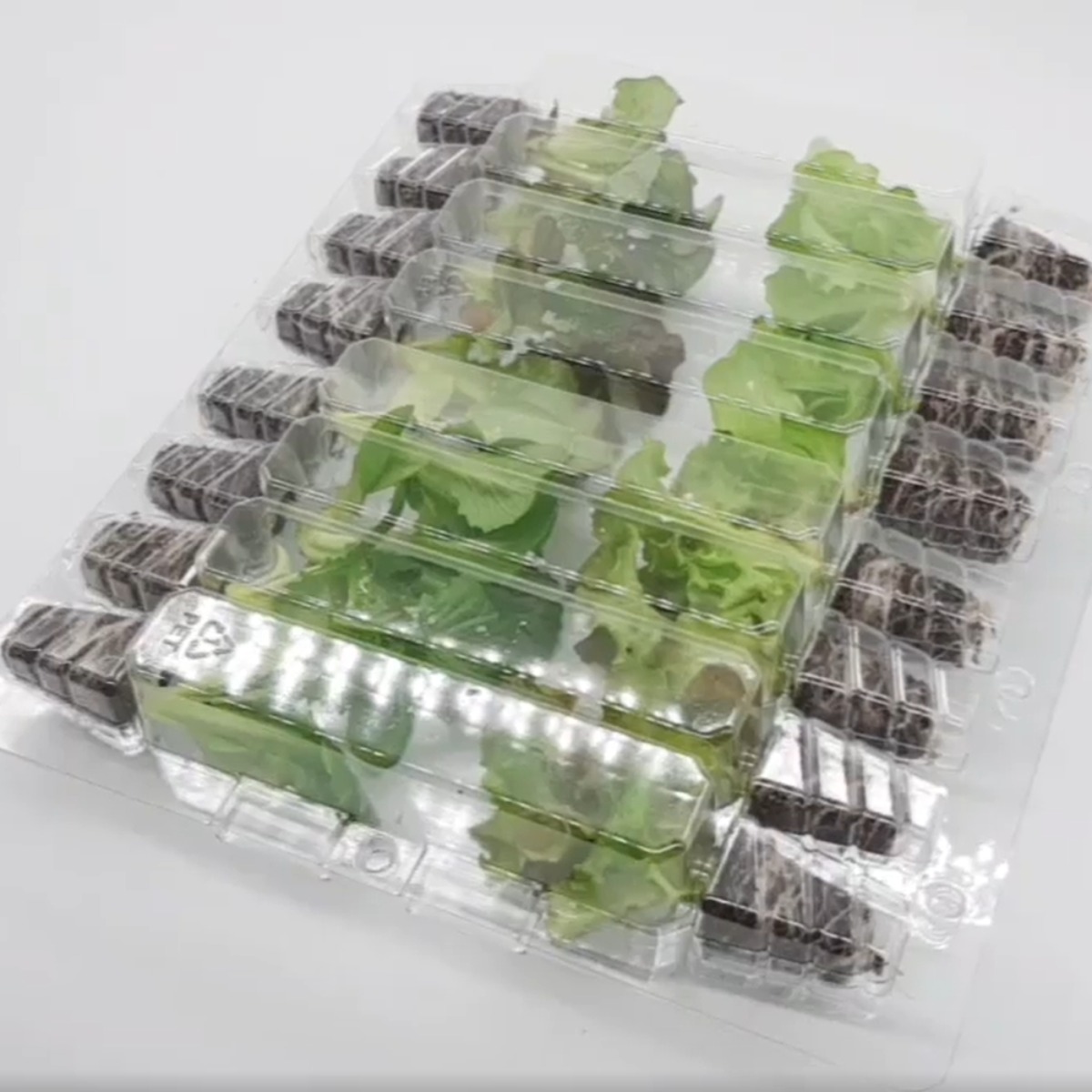 파머시카 유럽상추 모종 세트 무료배송 14,500원