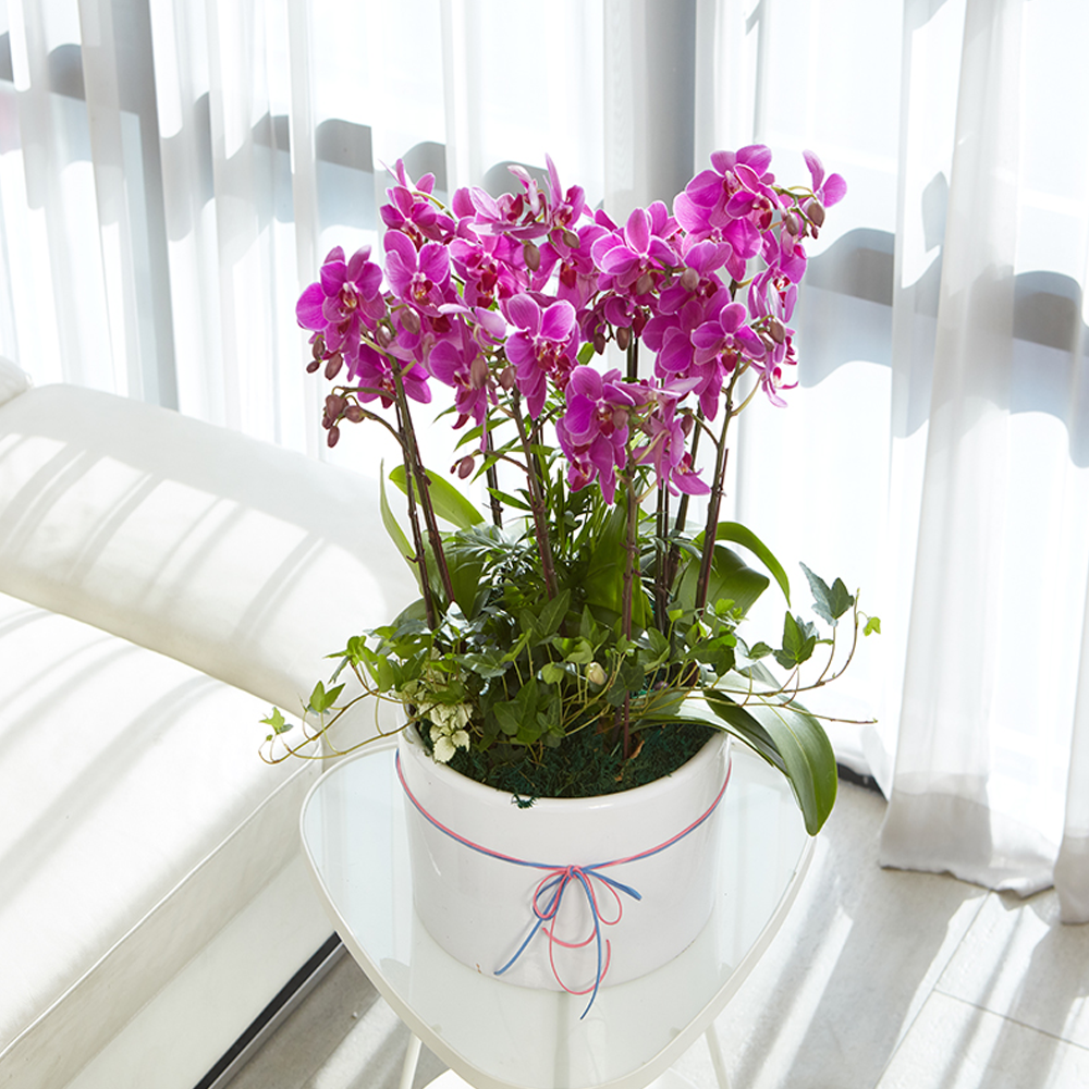 농원청년 서양란 레드호접란 3호 승진화분 영전 취임 인사이동 개업선물 전국꽃배달서비스 축하난, 1개 119,000원