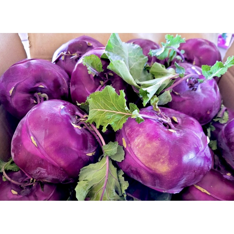 <맛쟁이> 제주산 아삭한 특품 콜라비, 선별로 고른 신선함을 그대로! 9,500원