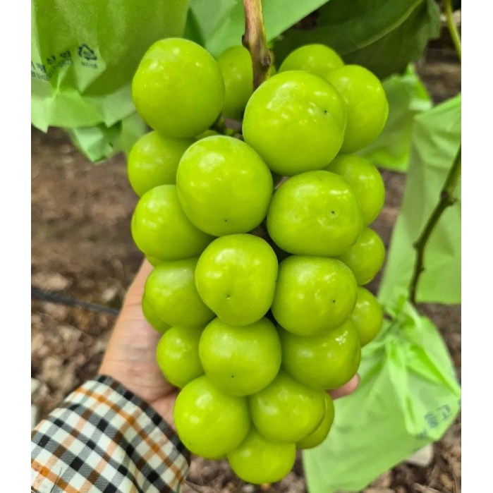 달콤하고 촉촉한 과즙 산지직송 국내산 망고포도 씨없는 애플 샤인머스켓 71,280원