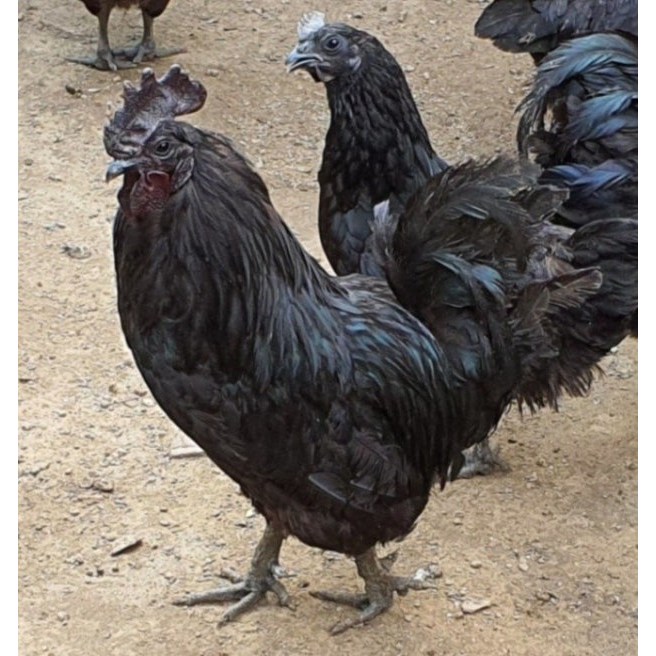 명품 토종닭 약닭 오골계 1.4kg내외 생닭 백숙 장닭 종합한방재료티백 무료증정, 1개, 1400g 35,000원