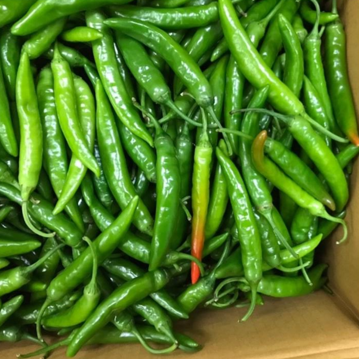 바르다야채 국내산 청양고추(상) 1kg , 매운고추, 1개 11,900원