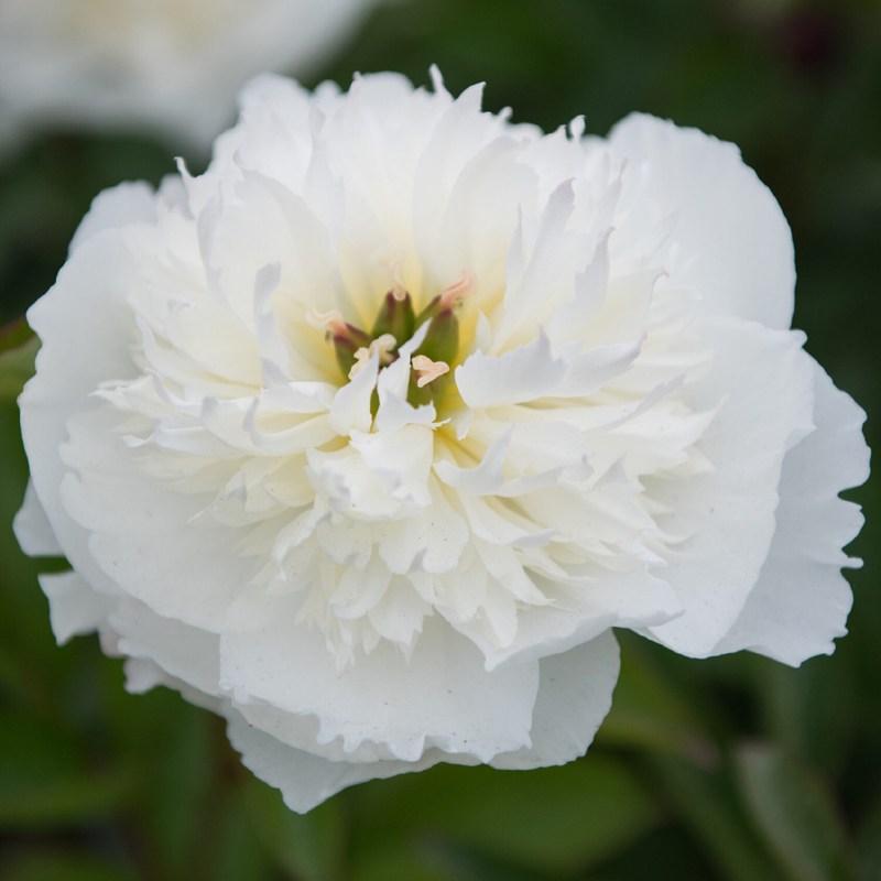 [가든조아] 네덜란드 오리지널 작약 브라이덜 그레이스 19cm포트 54,900원