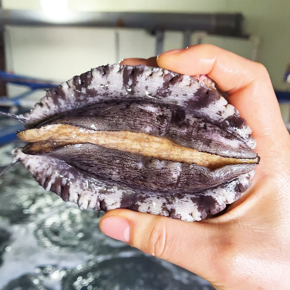 홈쇼핑 완도 산지직송 왕특대 활 전복 선물용 특전복 1.5kg 15마리, 1개, 1kg 10~11마리 37,700원