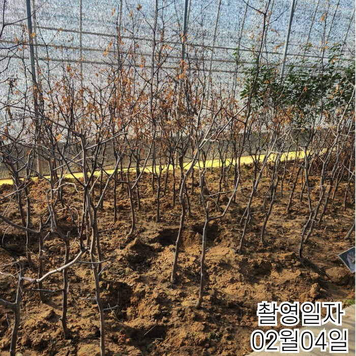 목하원예조경 대추나무 복조대추 R3점내외 결실주 묘목 정원과일나무 조경수 유실수 35,000원