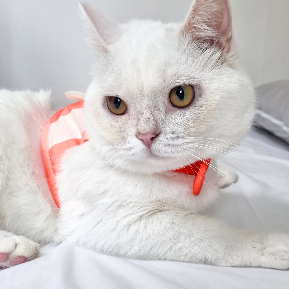 나마스펫 스마일 플라워 강아지 하네스 리드줄 세트, 레드 11,250원