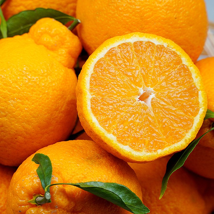 {타임특가} 재구매1위 당도폭발 제주 한라봉 35,980원