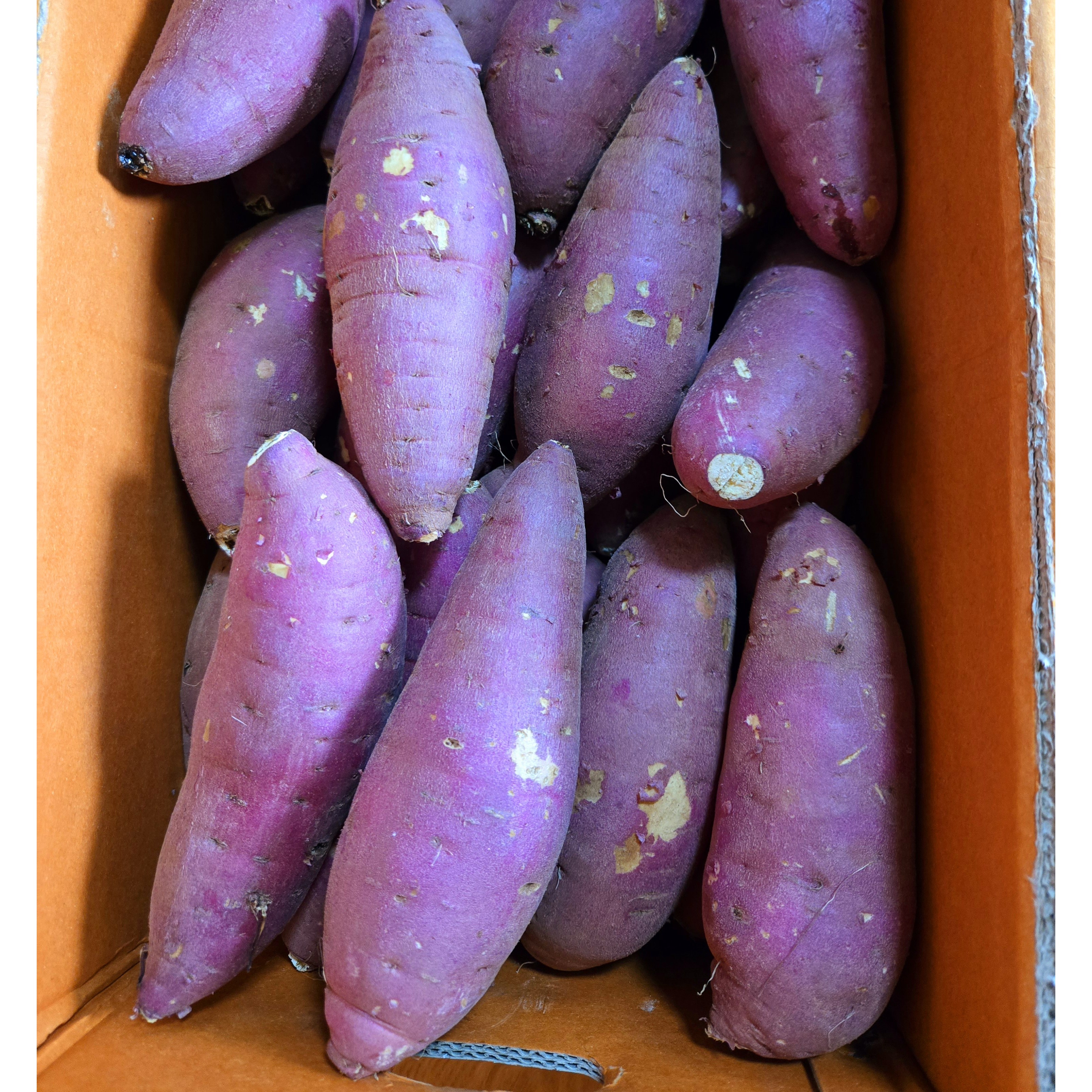 <당일출고> 해남 꿀고구마 달달한 고구마 베니하루카 세척고구마 49,630원