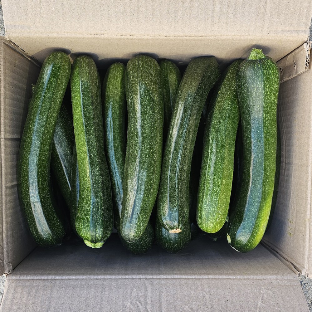 클릭마켓 국내산 쥬키니호박 주키니호박 못난이호박, 1박스, 상 10kg 17,000원