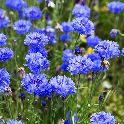 수레국화 블루 중간키 씨앗 소포장 대포장 선택구매 2,850원