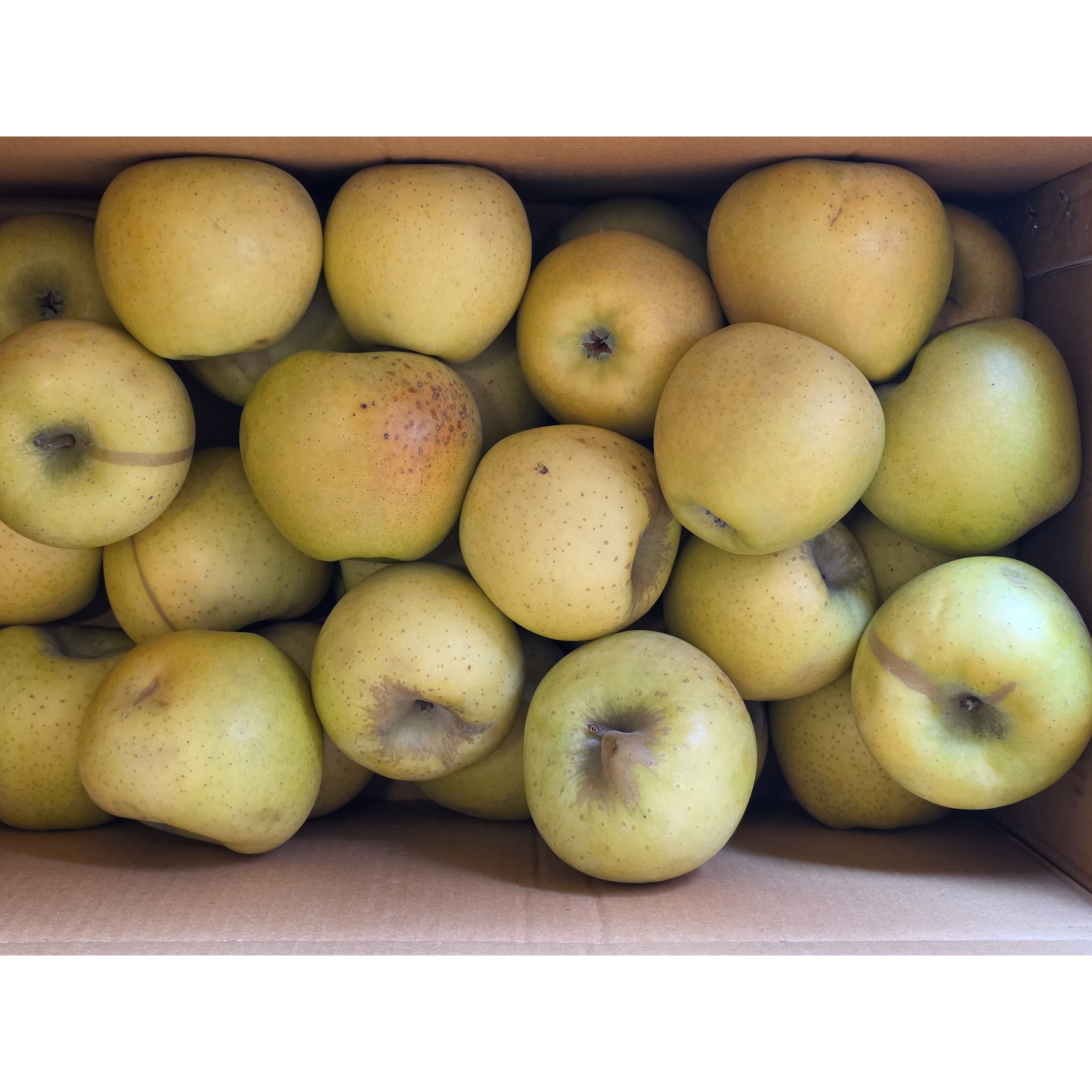 주왕산 털보네 맛있는 시나노골드 황금사과(흠과), 1박스, 9kg(황금사과 특고당흠과, 대중소혼합) 64,900원