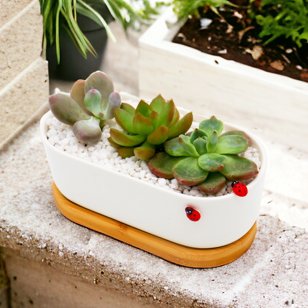 미미네아쿠아 타원형 화분 다육이 키우기 세트 16,900원