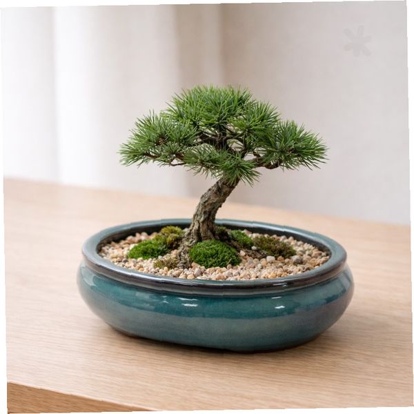 세린 폼 시리즈 다육이 분재 화분 15x5cm 타원형 소, 1개, 상세페이지 참조 24,150원