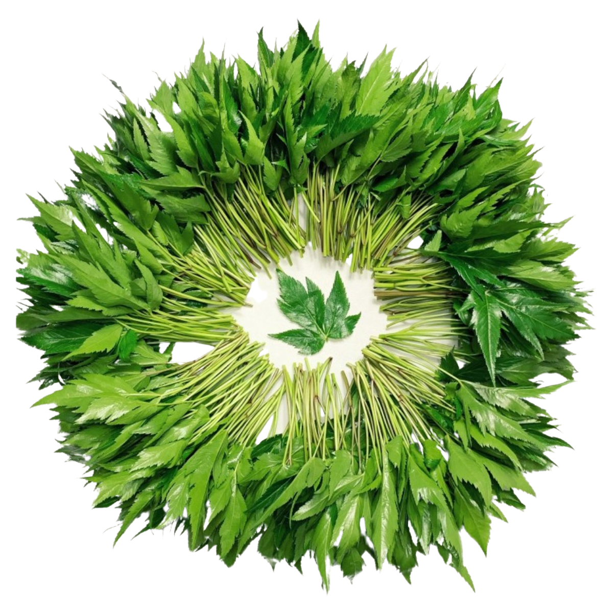 [GAP] 직접생산 당귀잎 잎당귀 당귀 쌈채소 장아찌 특수채소  (산지직송/당일배송) 1,900원