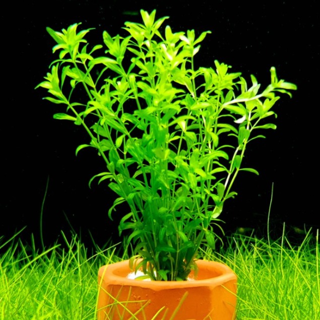 [미초] 내가 고르는 포트수초 / 부모님선물/ 인테리어 /초보자 수초 / 구피 수초, 1개 8,500원