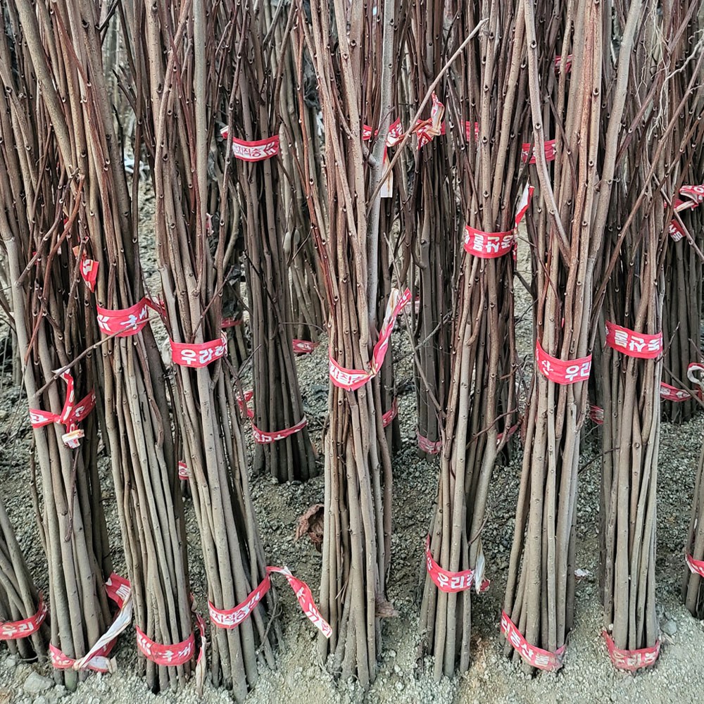 [경북농원] 포포나무 실생 2년생 뽀뽀나무, 포포나무  뿌리묘(H.50cm이상), 1개 5,780원