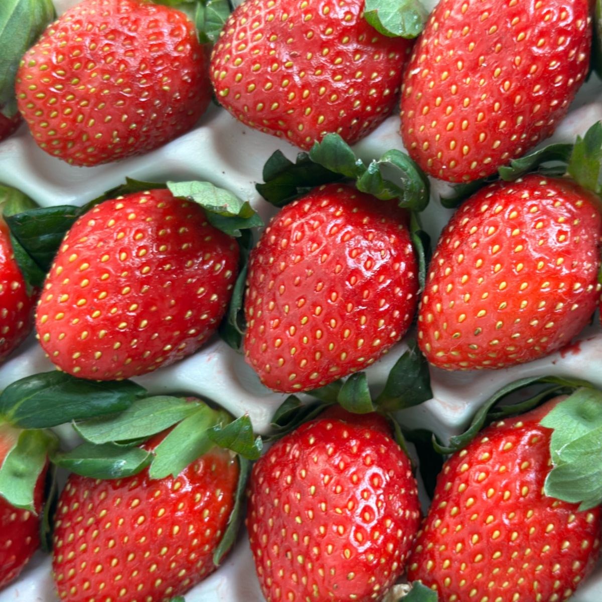 논산 산지직송 제철 프리미엄 새콤달콤 설향 딸기, 1세트, 로얄과 350g (12-15구) 11,900원