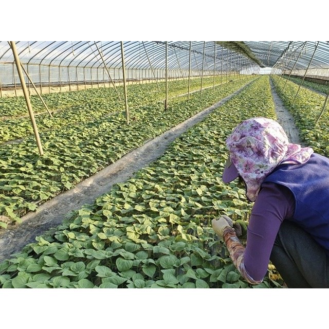 밀양깻잎 1kg [GAP인증]밀양 깻잎 1kg 산지직송 직접재배 당일수확 8,500원