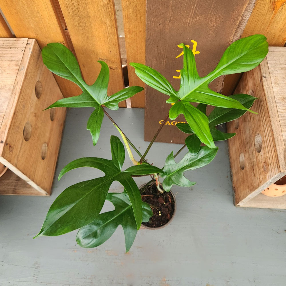 가꾸다 필로덴드론 뷰티 그린 플로리다 뷰티그린(Philodendron Florida Beauty Green), 1개 15,800원