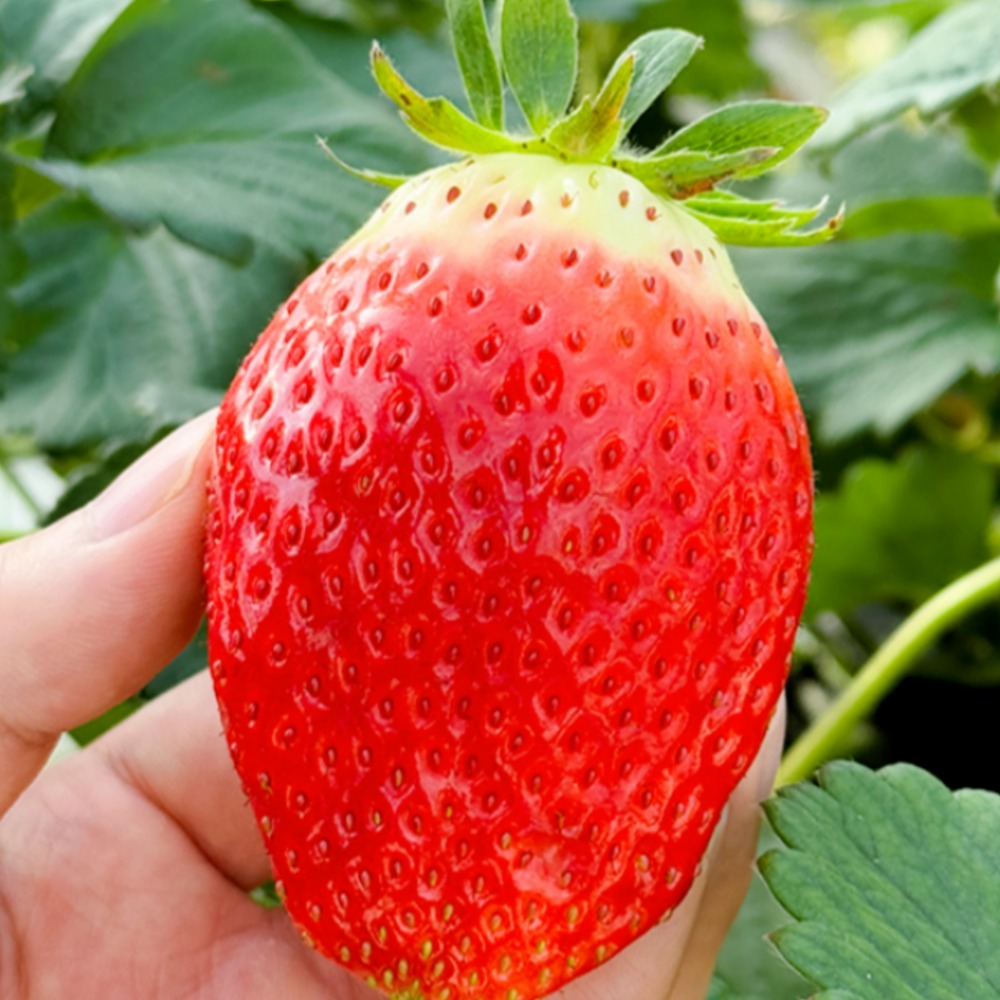 [재판매특가] 복숭아향 명품 킹스베리 딸기 대왕특, 1박스, 특 400g(10-13과), 현재가 22,200원