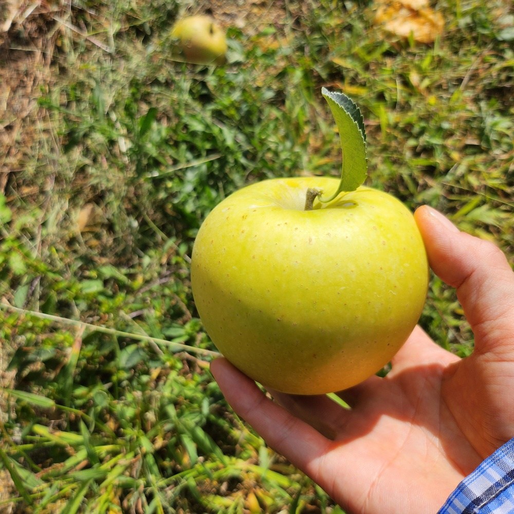 [아삭달콤 고당도] GAP인증 청송사과 시나노골드 황금사과 소과, 1개, 대과 10kg(20~32과) 115,000원