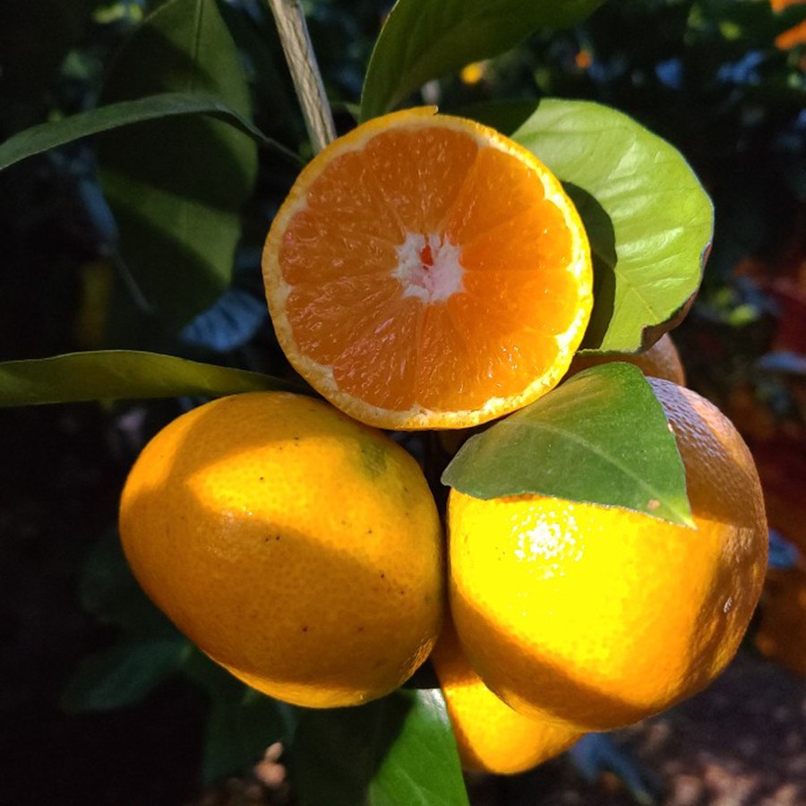 200박스한정 산지직송 고당도 서귀포 제주 감귤 32,900원