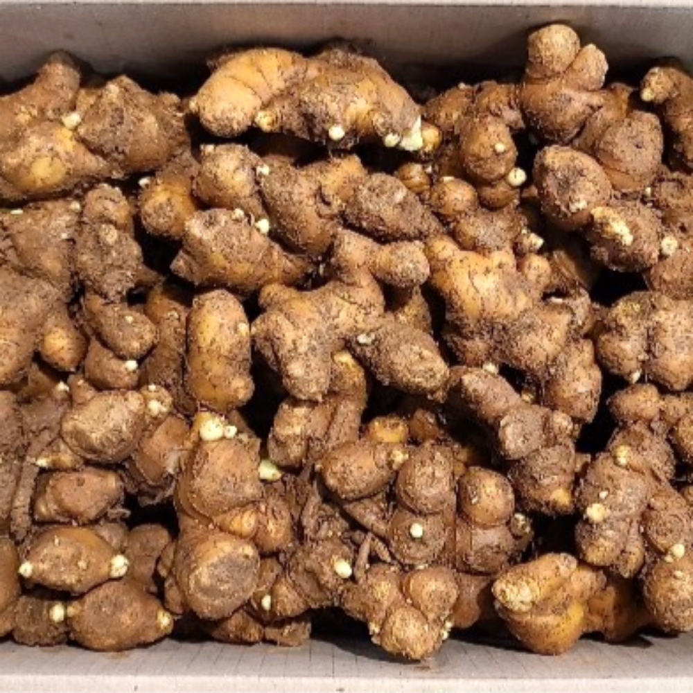 등록된 생강 재래종 종자 태안 씨생강 흙생강 1kg  5kg  10kg 12,500원