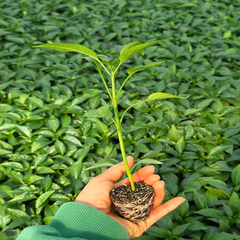 [오감] 쌈채소 풋고추 모종 고추 묘종, 40개 35,000원