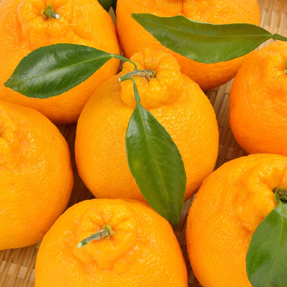 [오늘특가] 고당도 제주 한라봉, 1개, 10kg 혼합과 (강력추천) 33,890원