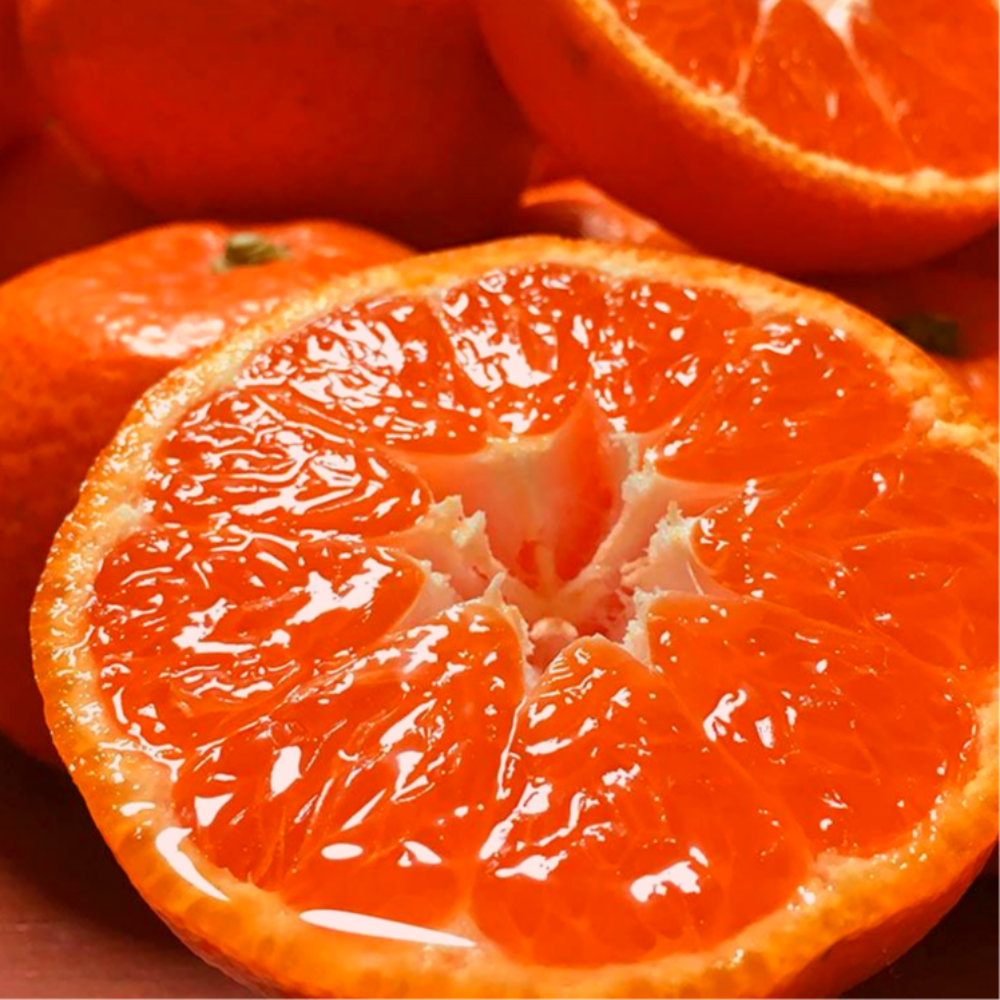 최대19brix 당도선별 초고당도 제주 레드향 15,900원