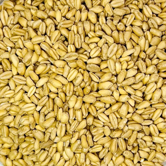 통밀 물세척 고온 살균 개별 알곡 앵무새 모이 먹이 코뉴어 모란 왕관, 1개, 500g 4,500원