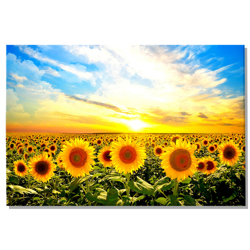 돈 들어오는 금전운 해바라기 액자 풍수그림 155,000원