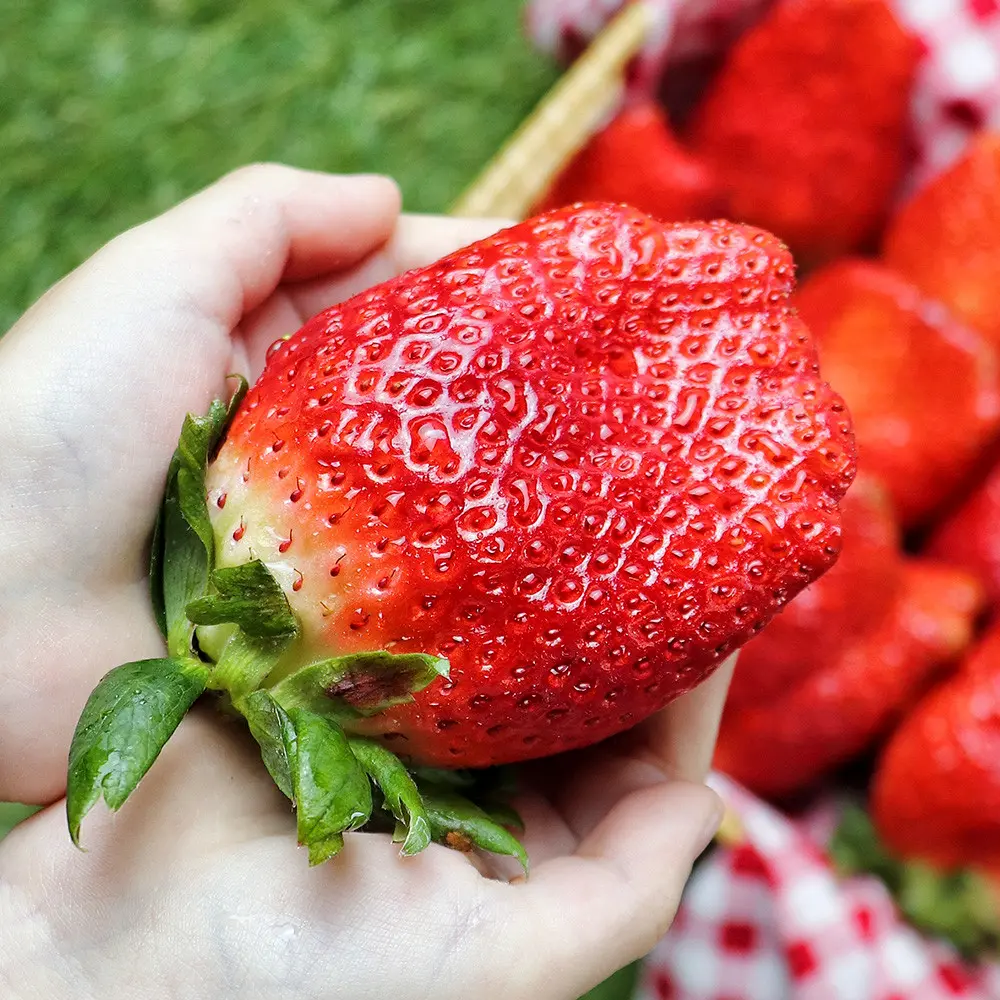 [품질보장] 당도폭팔 대왕딸기 킹스베리 딸기 29,900원