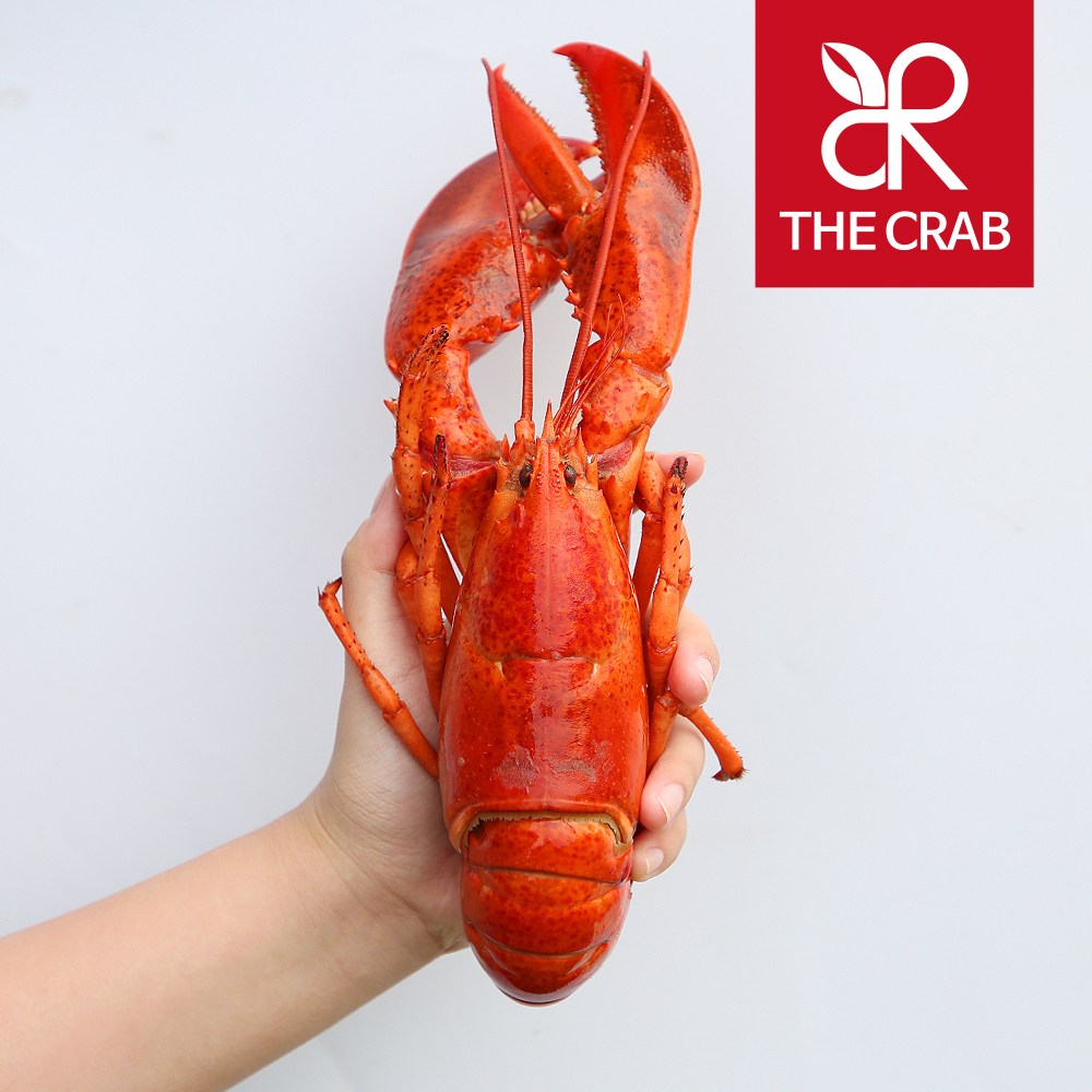 캐나다 자숙랍스타 600g (자숙후350-450g) 냉동 랍스터 19,900원