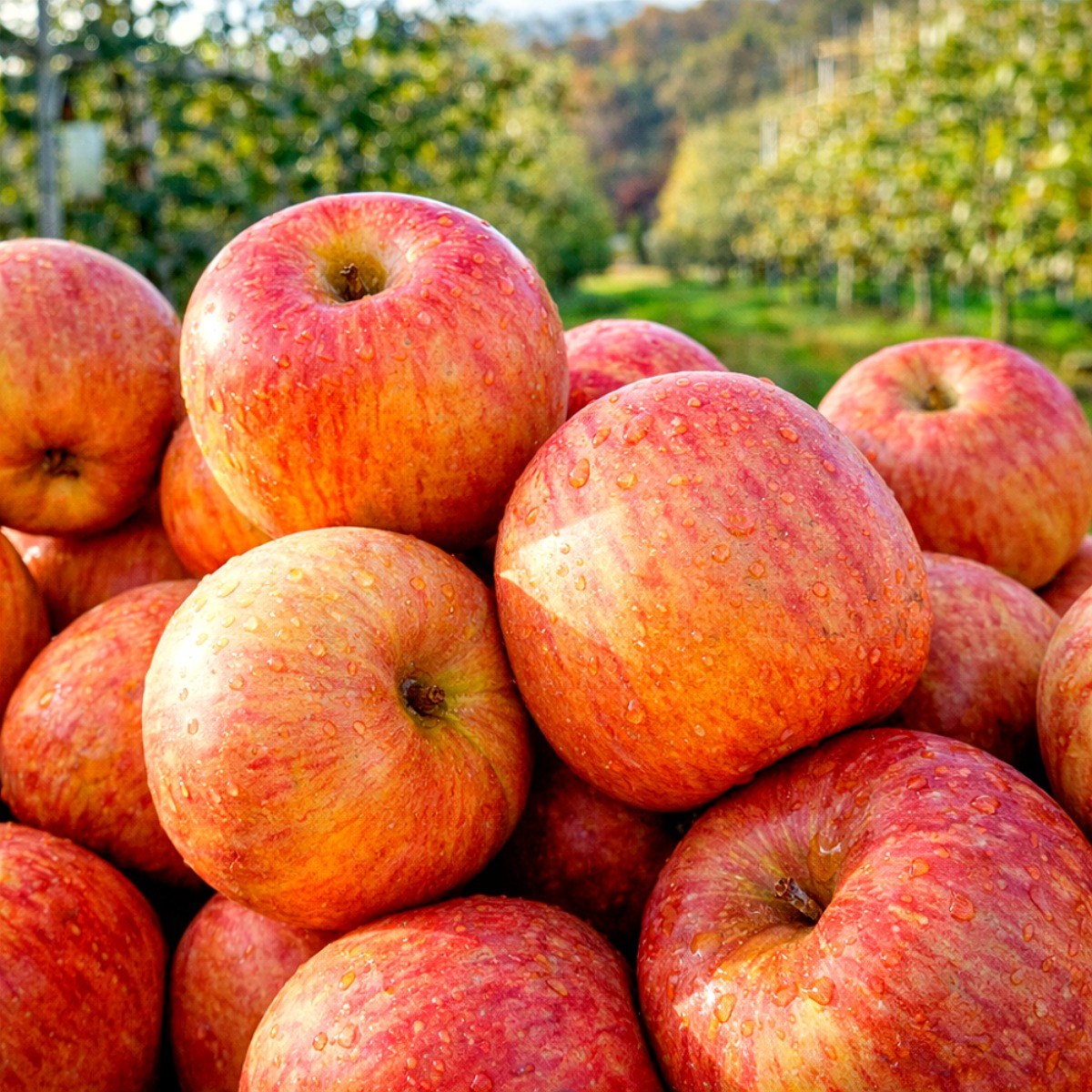 [비교불가1위] 당일출발 달콤아삭끝판왕 청송사과 부사사과, 1박스, 1kg 13,700원