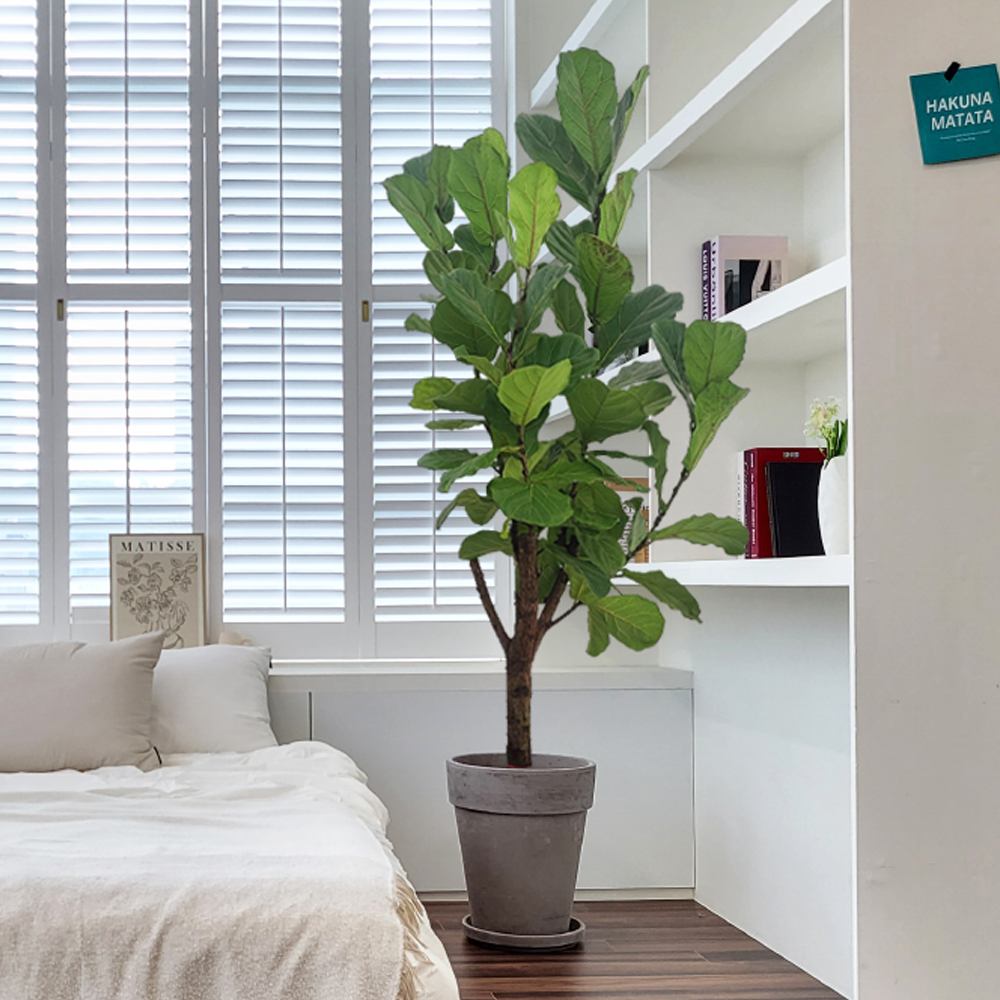 농원청년 바솔트토분 인테리어식물 거실화분 실내화초 개업식화분 개업화분 공기정화식물 승진화분 영전화분 사무실 카페 매장 공간 인테리어화분 스투키 쉐프렐라 홍콩야자 극락조 239,000원