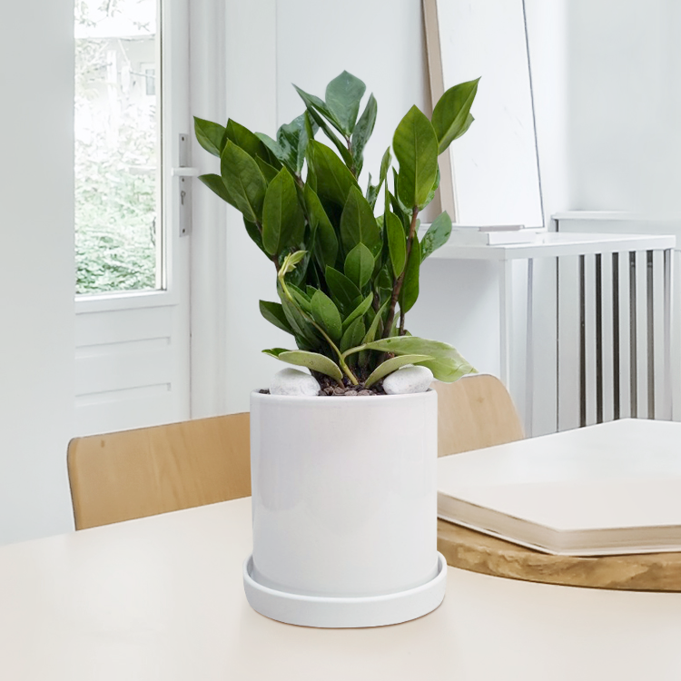 사구플라워 YTN/연합뉴스 공식 광고 <탁상용 금전수> 승진 취임 개업화분 48,660원