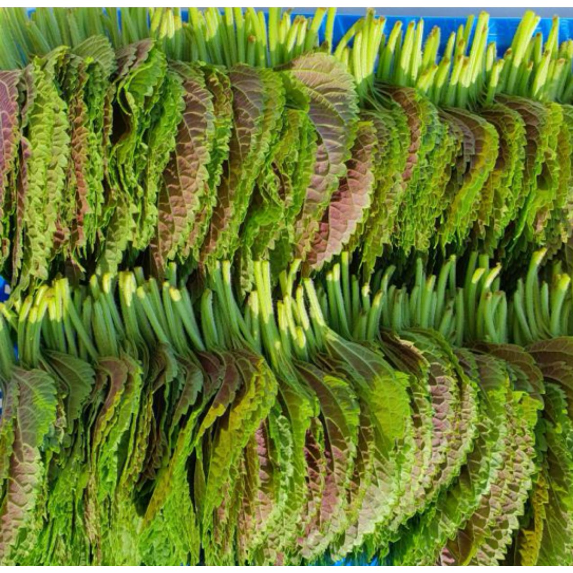 숙희농산 [GAP인증]밀양 깻잎 500g 산지직송 직접 재배 당일수확 5,000원