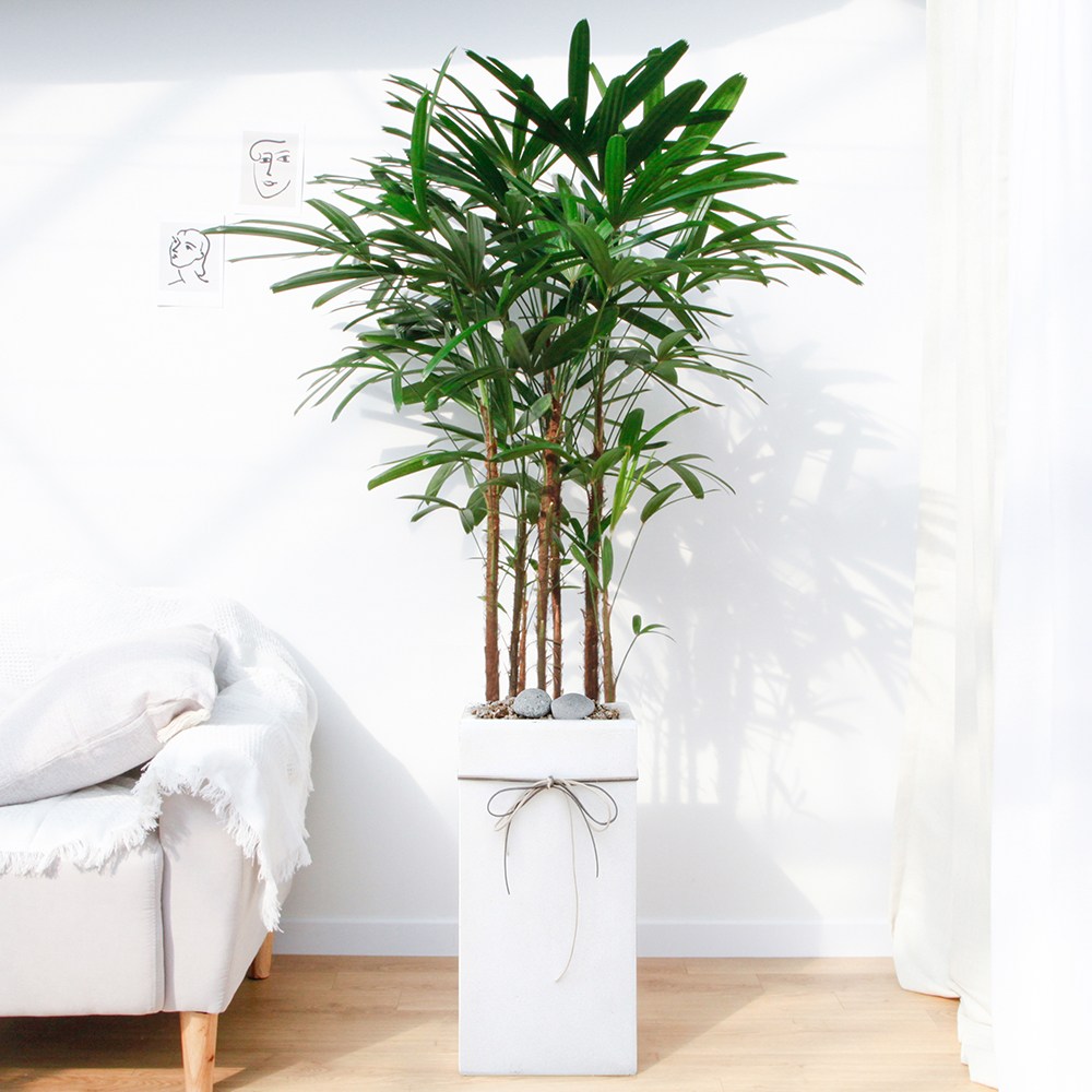 드셀플라워 금전수 돈나무 개업 화분 집들이 선물 승진 사무실 이전 병원 개원 식당 개업식 축하 화분 배달 당일배송 특대형 화이트 사각 시멘트, 1개, 12.특대형_관음죽 화이트 사각 시멘트 159,000원