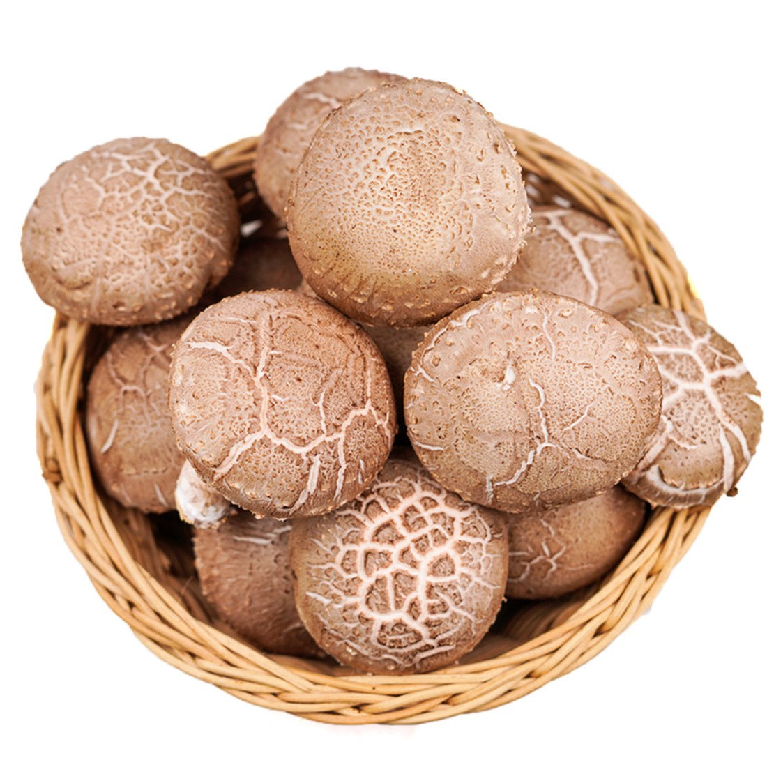 생표고버섯, 1개 19,900원