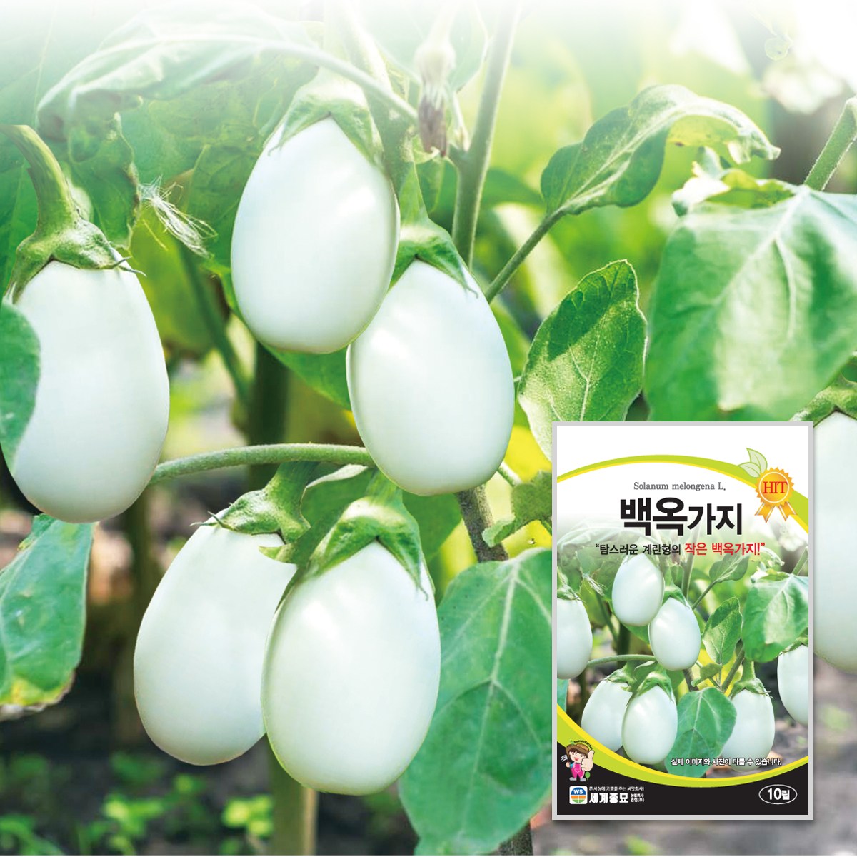 백옥가지 10립 / 가지 씨앗 종자 텃밭키우기 채소키우기, 1개 5,000원