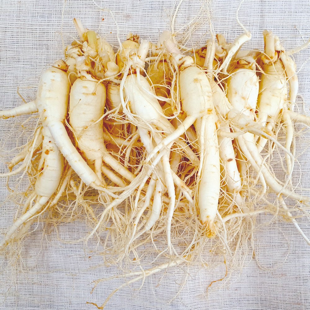 햇수삼!! 삼키우는마을 고려수삼 세척 무세척 수삼 가정용 인삼 금산 홍삼제조용 못난이 파삼 난발삼 삼계탕용, 1개, 470g 30,300원