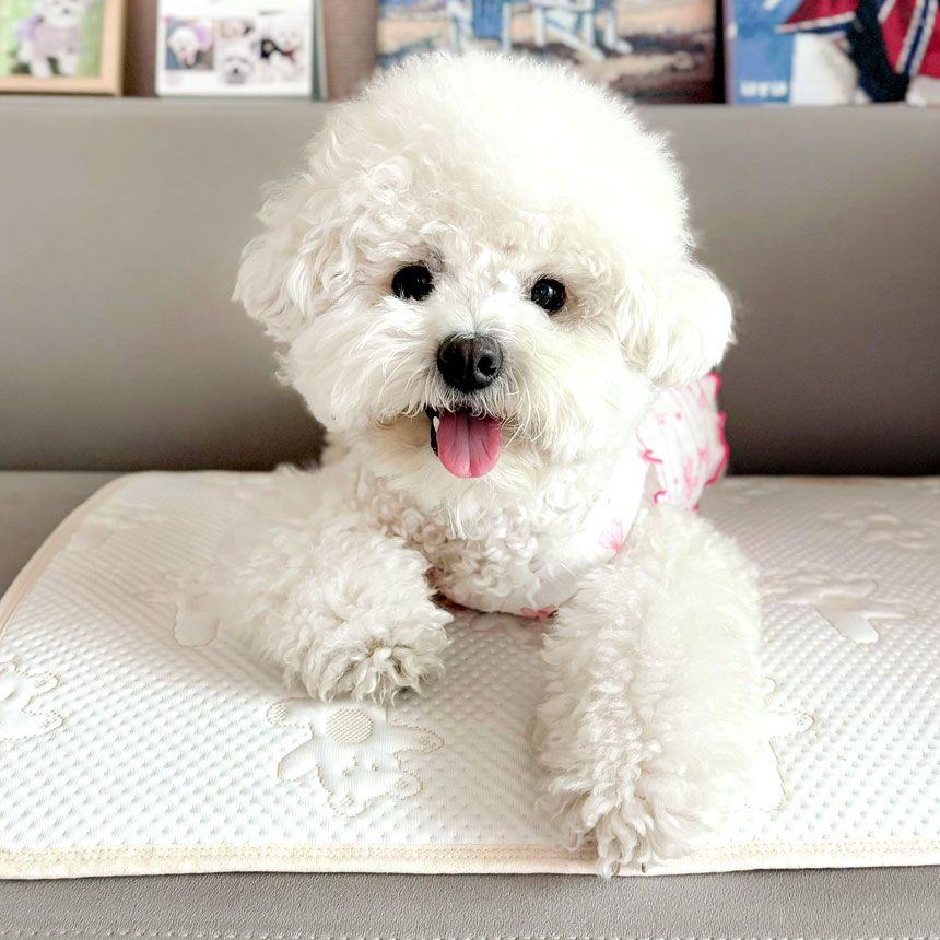 그루밍독 반려동물 듀라론 냉감 쿨매트 17,000원