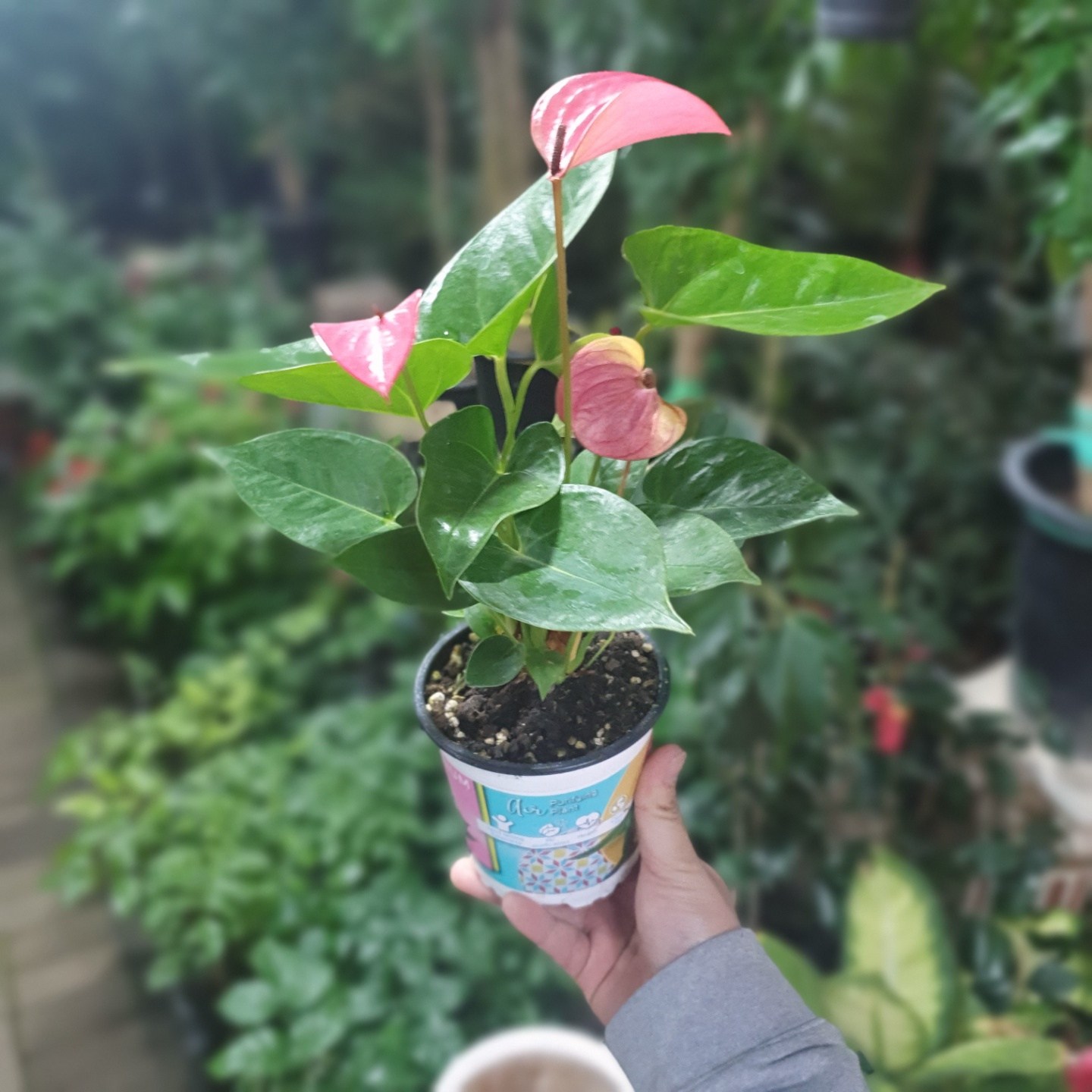 식물 공장 안스리움핑크 소중품 공기정화식물 반려식물 관엽식물 119s 7,500원