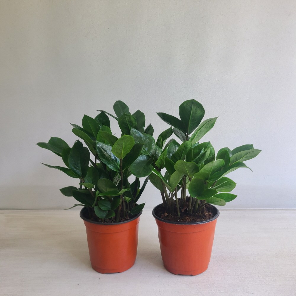 온누리농원 금전수 실내공기정화식물 12,500원