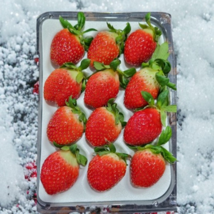 설향 딸기 뽀송뽀송 신선한 제철 과일 딸기선물세트 당도높은딸기 싱싱한딸기 딸기 제철과일 19,200원