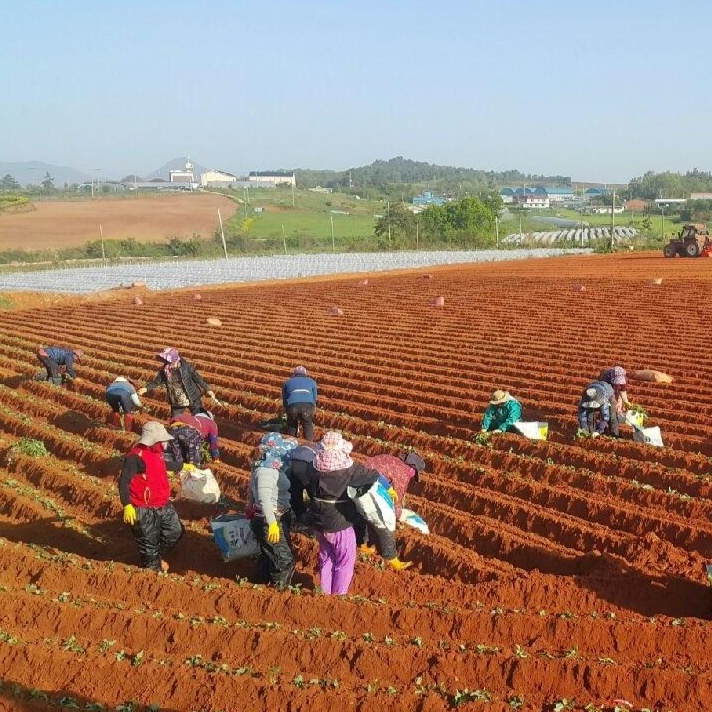 더좋은선택 해남 꿀 햇 세척 고구마 33,900원