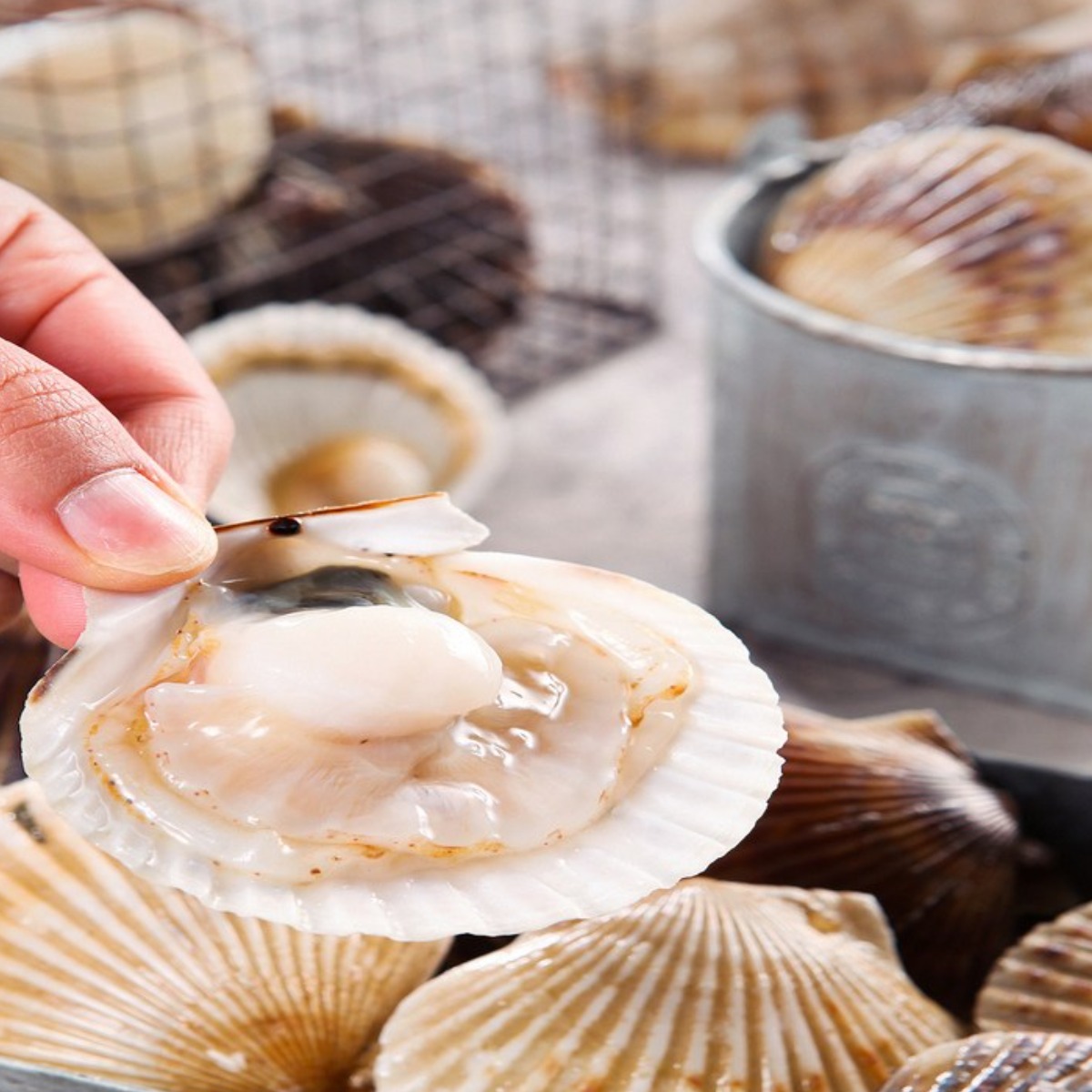 영롱한수산 (무료배송) 압도적인 크기 활 대왕가리비 1kg, 1개 28,000원