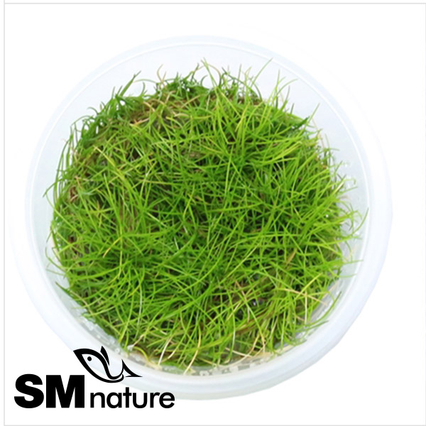 SM 미니헤어그라스 벨렘 [컵수초] 7,700원