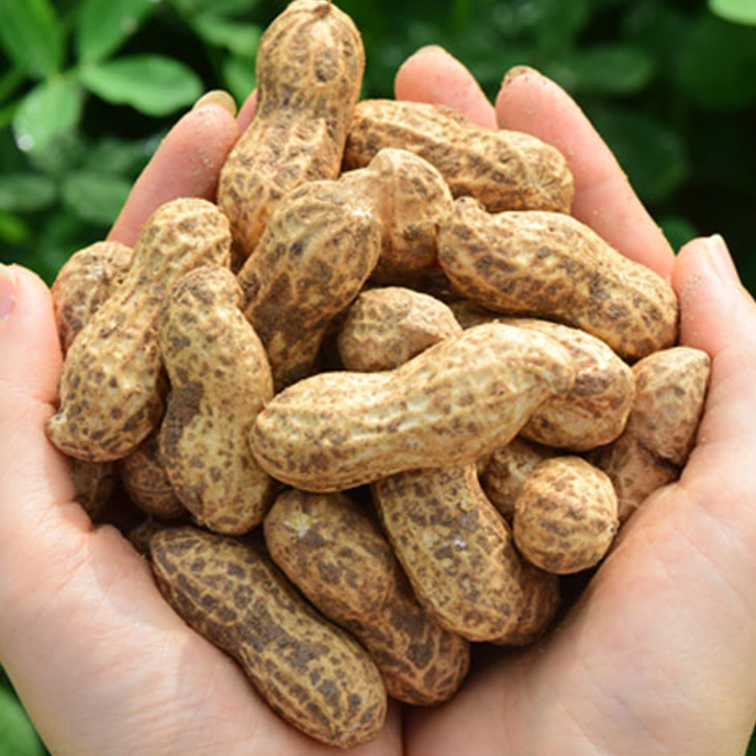 재구매율 대란 국내산 피땅콩 햇땅콩 생땅콩 1kg 2kg 3kg, 1kg, 1개 21,500원